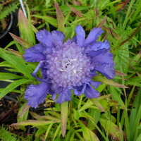 Scabiosa (Lomelosia) caucasica 'Fama'